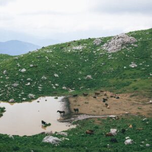 A tranquil mountain pasture with cows and horses by a water pond.