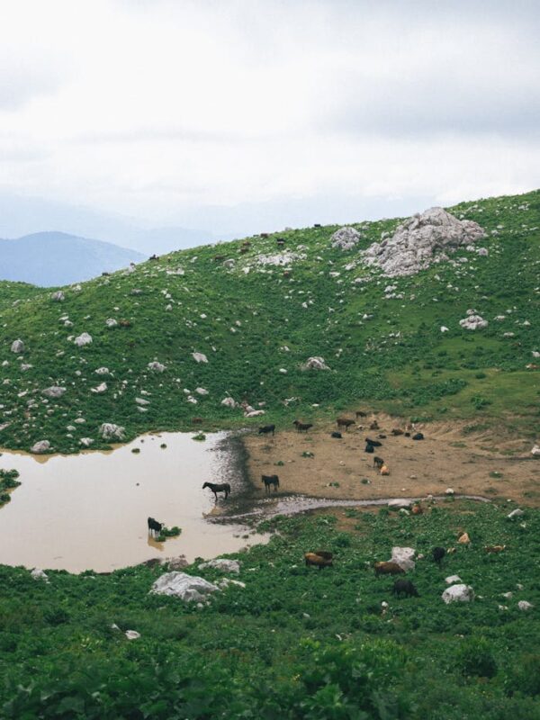 A tranquil mountain pasture with cows and horses by a water pond.