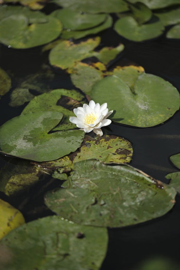 A serene white water lily floats near lily pads on a calm pond in Amsterdam, capturing nature's tranquility.