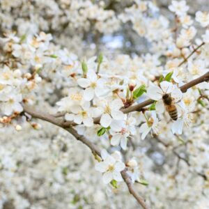 Closeup of a bee on spring blossoms in a Polish orchard, capturing nature's beauty.