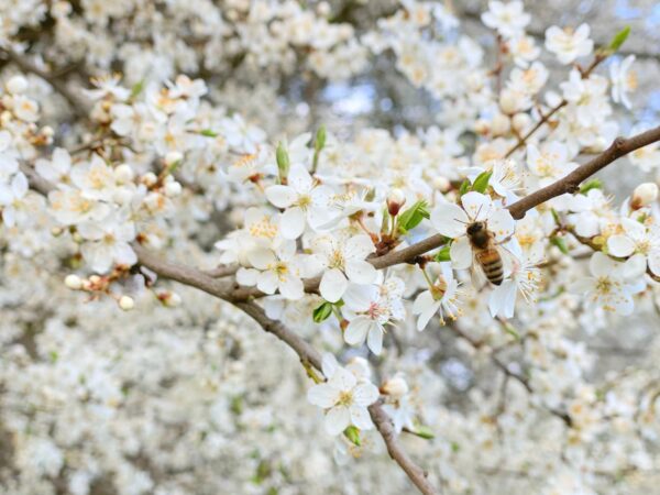 Closeup of a bee on spring blossoms in a Polish orchard, capturing nature's beauty.